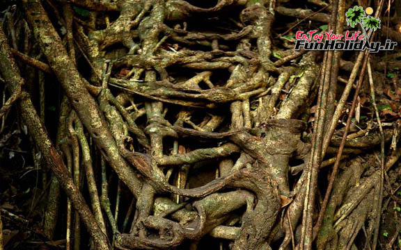 پلی عجیب از ریشه درختان زنده در هندوستان