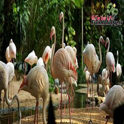 بیشترین تنوع جانوری را در باغ وحش دوزیت بانکوک ببینید