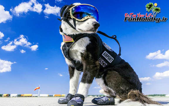 سگی به نام پایپر جذاب ترین کارمند فرودگاه در جهان