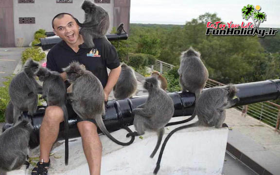 میمون‌های کوالالامپور، جاذبه گردشگری خطرناک